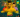 Jazz Mmc‍ Gabhy Smith‍  Leo Lion - Ballroom Soafia‍